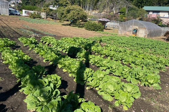 野菜や果樹の栽培